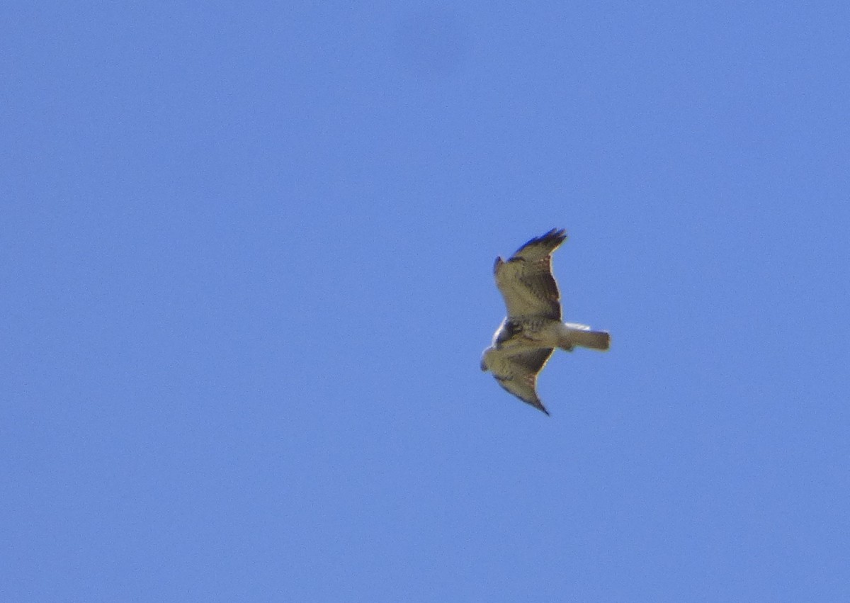 Swainson's Hawk - ML538822821