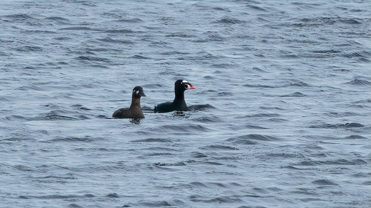 Surf Scoter - ML538822891