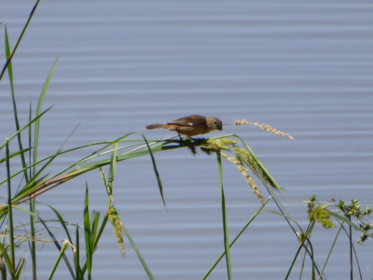 Rusty-collared Seedeater - ML538822991