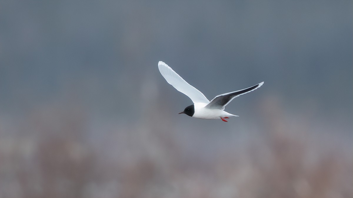 Little Gull - ML538823171