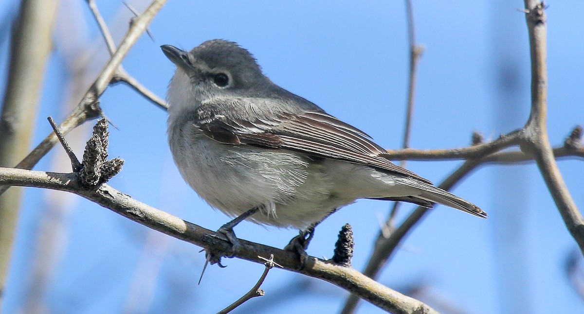 Plumbeous Vireo - robert bowker