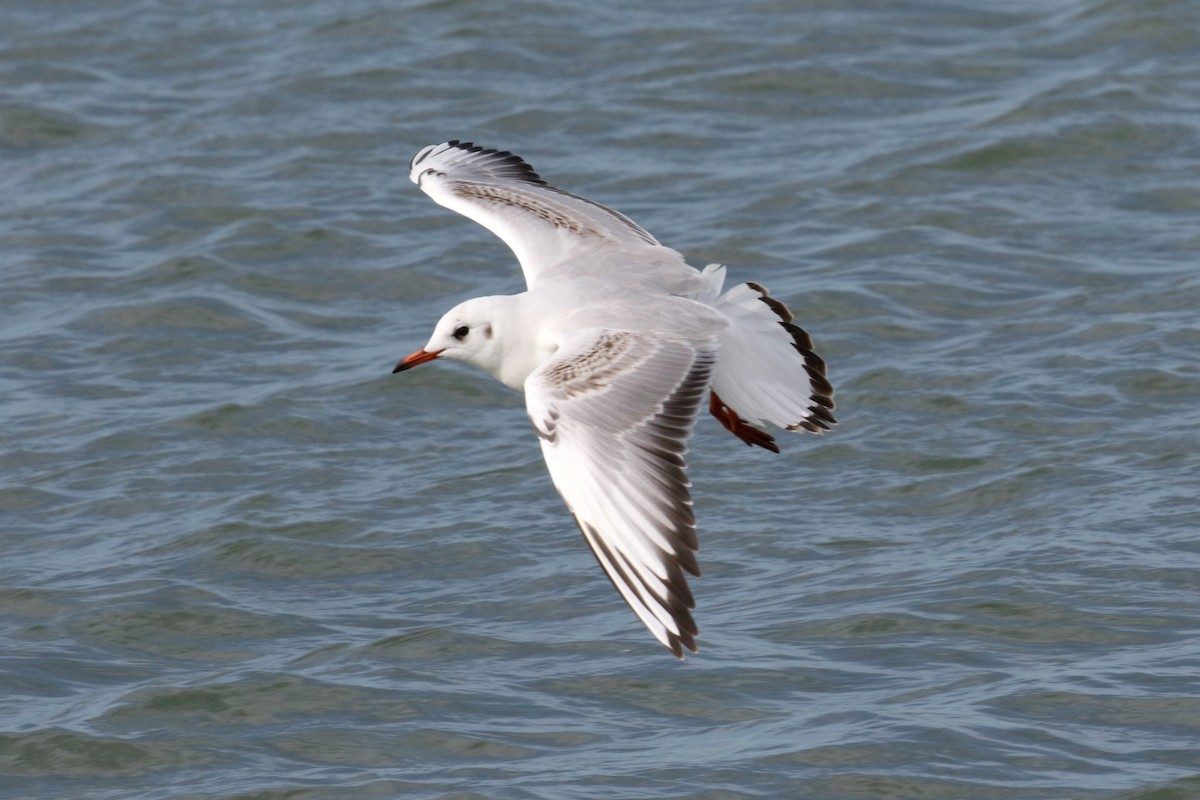 Mouette rieuse - ML538823691