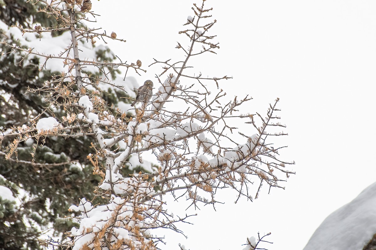 Northern Pygmy-Owl (Rocky Mts.) - ML538824201