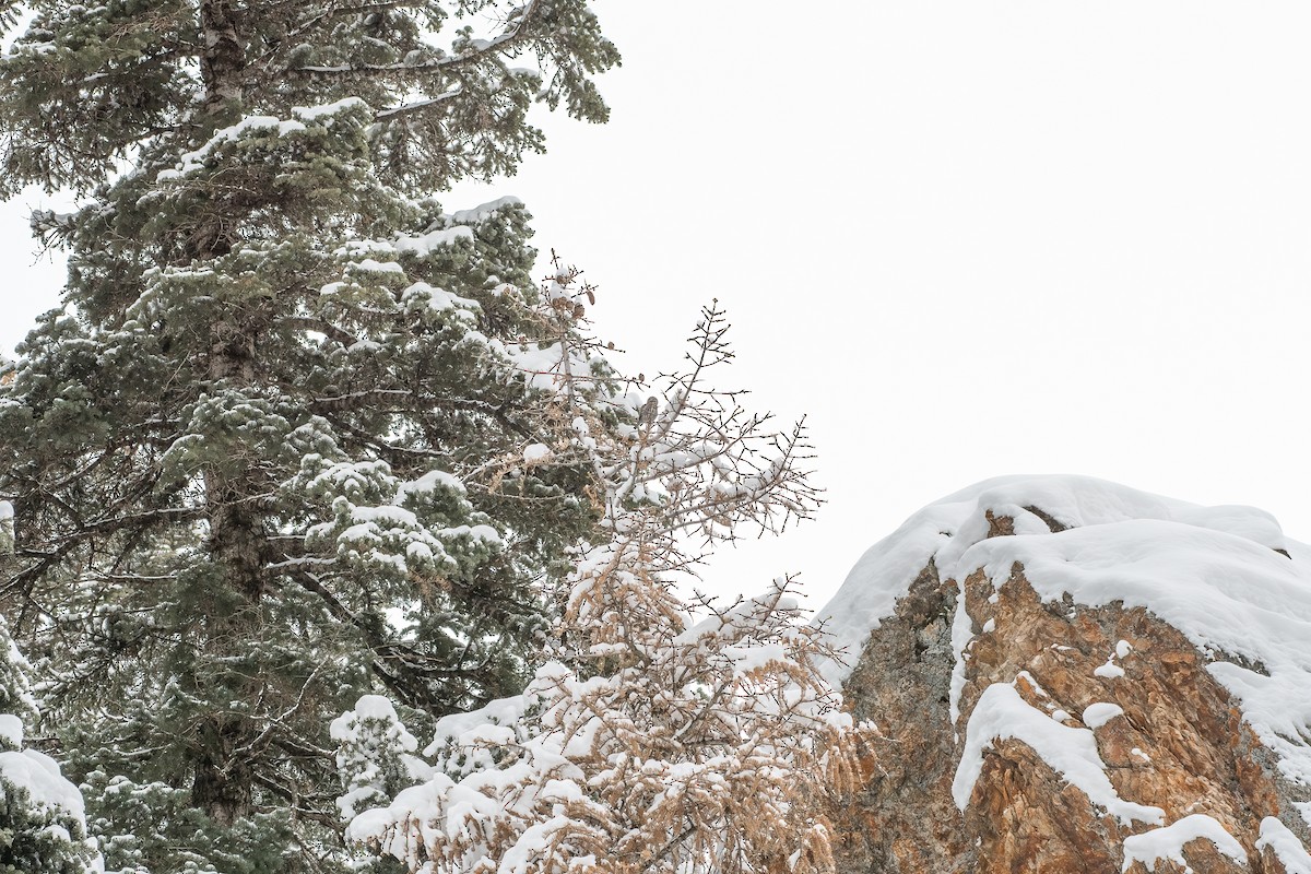 Northern Pygmy-Owl (Rocky Mts.) - ML538824211