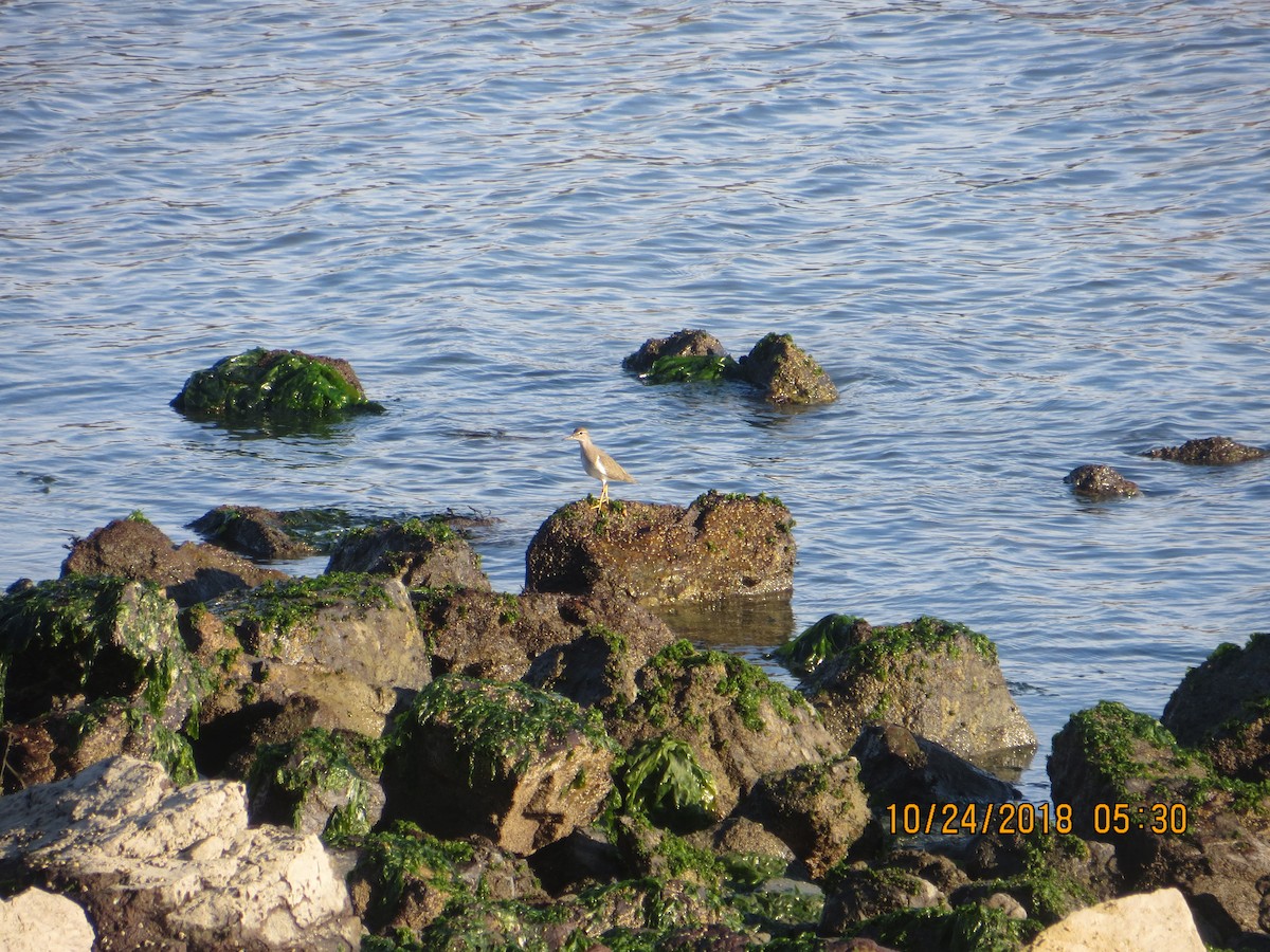 Spotted Sandpiper - ML538824461