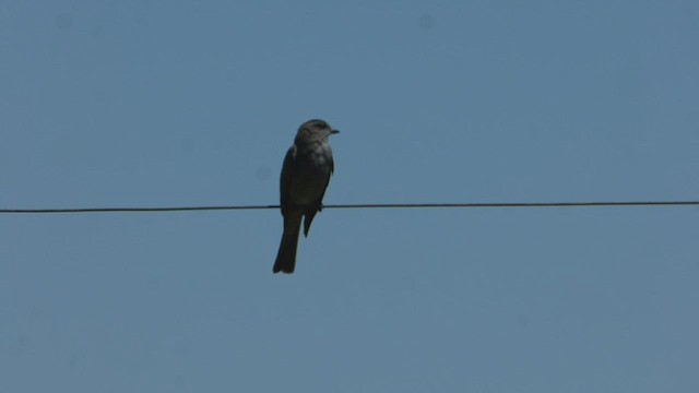 Crowned Slaty Flycatcher - ML538824671