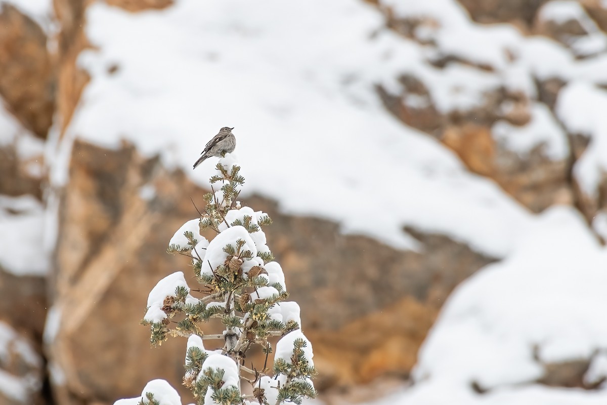 Townsend's Solitaire - ML538825221