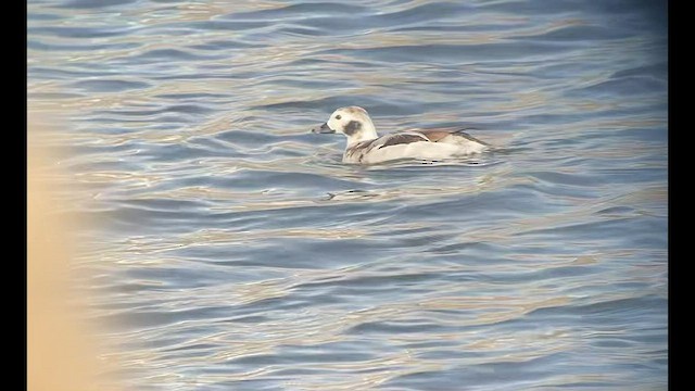 Long-tailed Duck - ML538825241