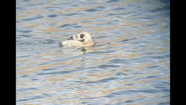 Long-tailed Duck - ML538825251