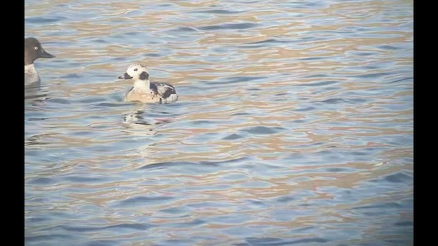 Long-tailed Duck - ML538825261