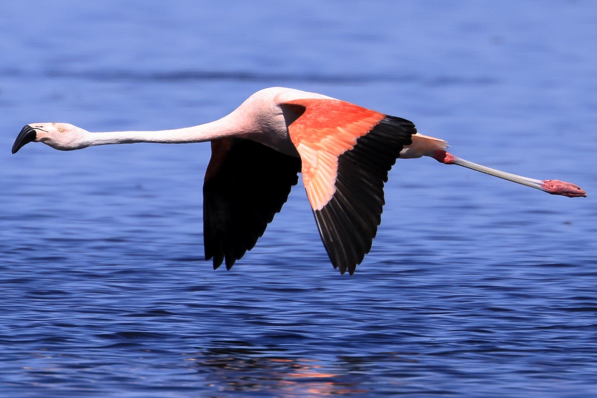 Chilean Flamingo - Robert Hagen