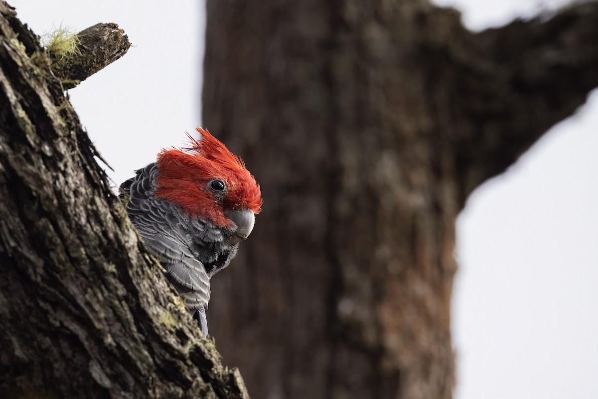 Gang-gang Cockatoo - ML538826461