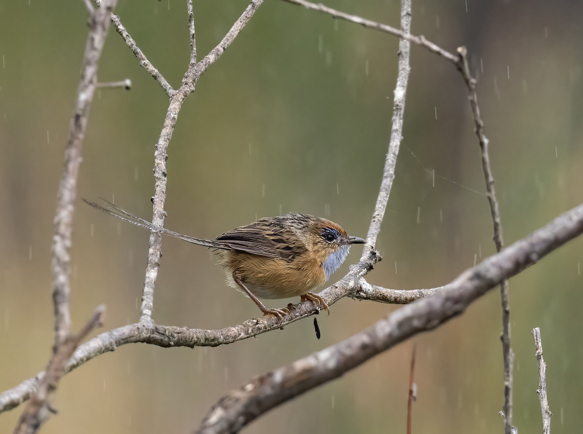 Southern Emuwren - ML538826551