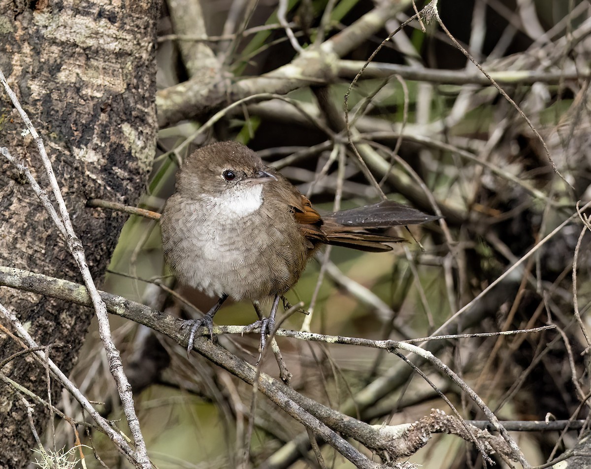 Eastern Bristlebird - ML538826701