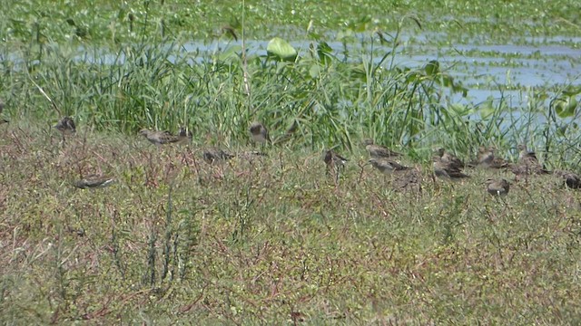 Pectoral Sandpiper - ML538827831