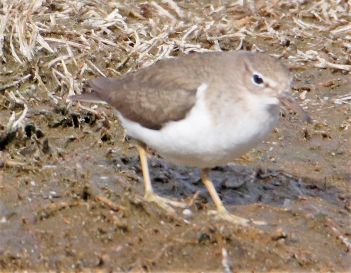 Spotted Sandpiper - ML538828511