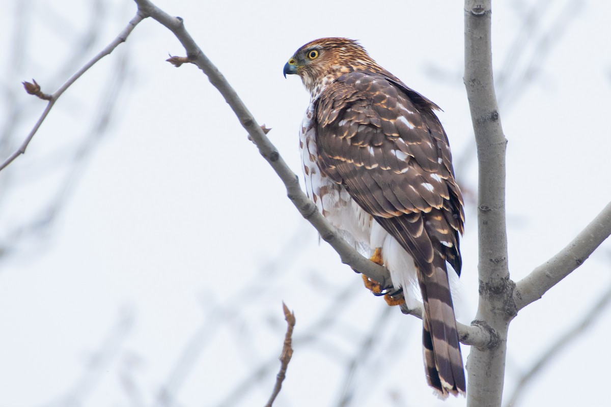 Cooper's Hawk - ML538829791