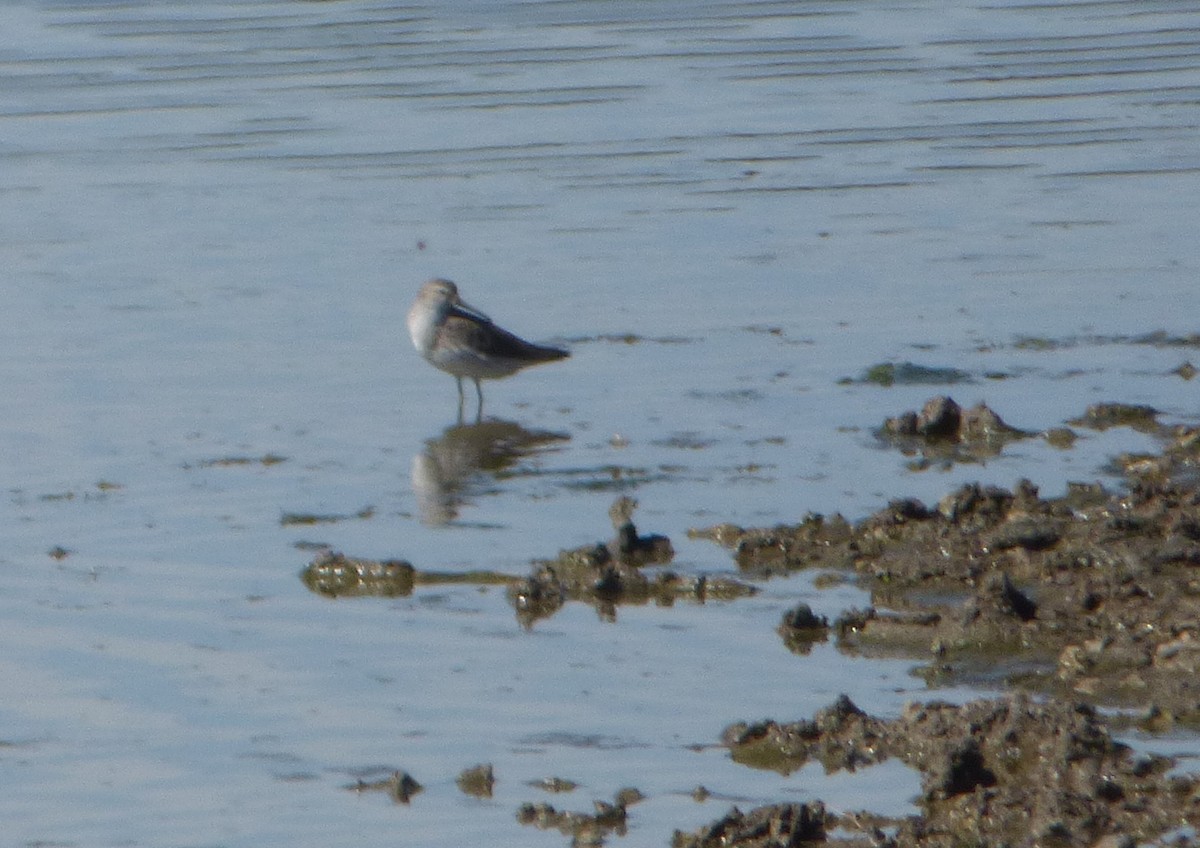 Stilt Sandpiper - ML538830241