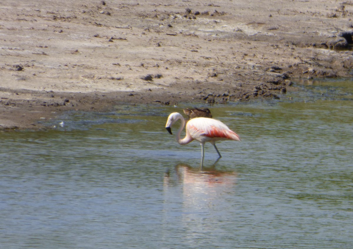 Chilean Flamingo - ML538830341