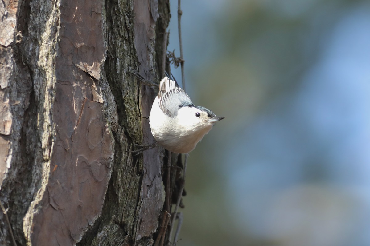 White-breasted Nuthatch (Eastern) - ML538832141
