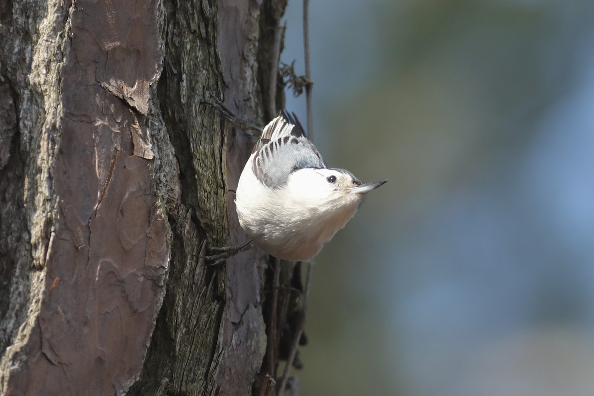 White-breasted Nuthatch (Eastern) - ML538832161