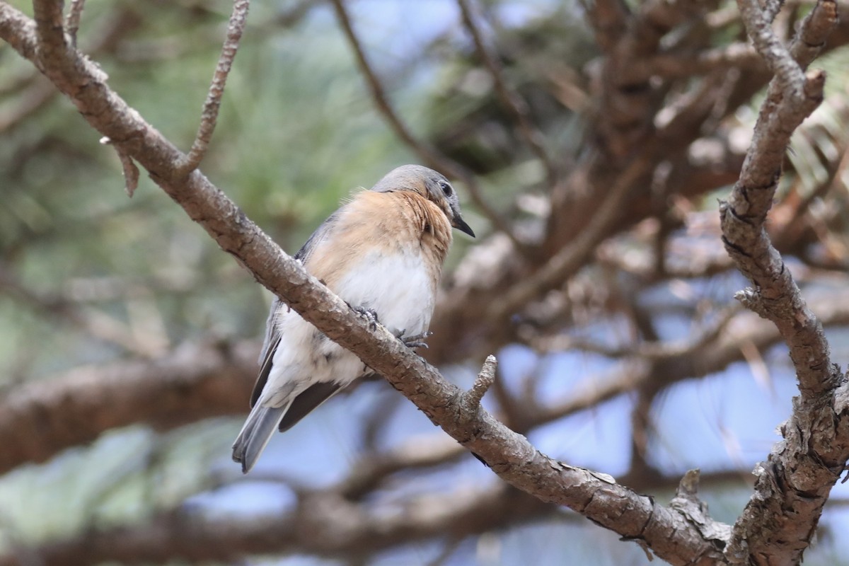 Eastern Bluebird - ML538832241