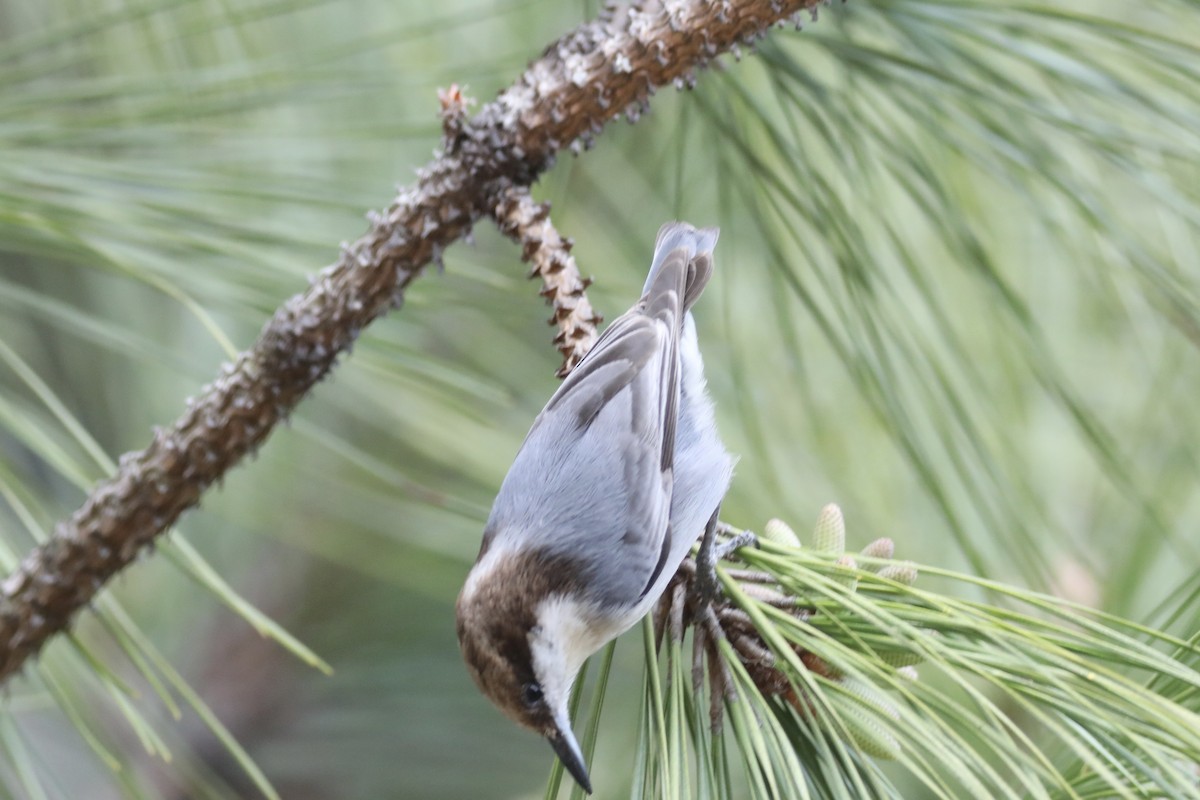 Brown-headed Nuthatch - ML538832381