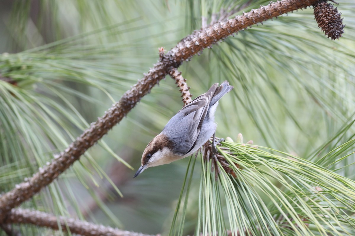 Brown-headed Nuthatch - ML538832451