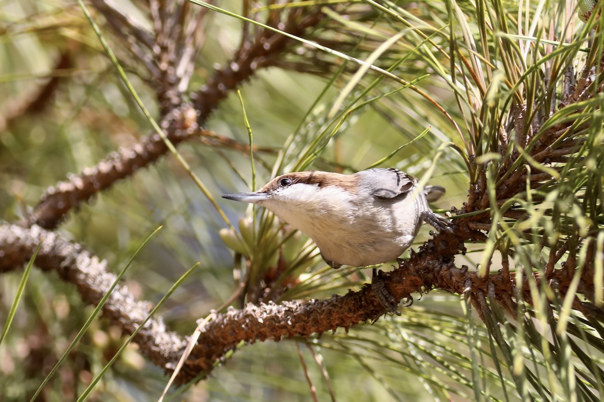 Brown-headed Nuthatch - ML538833281