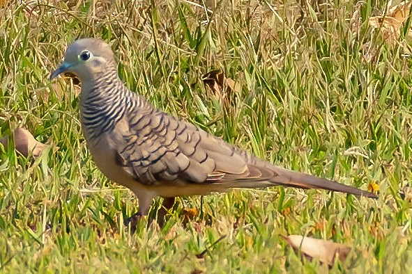 Peaceful Dove - Robert Bochenek