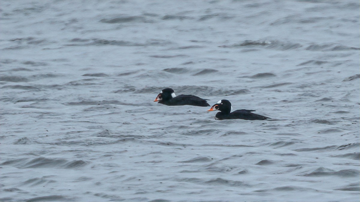 Surf Scoter - ML538834611