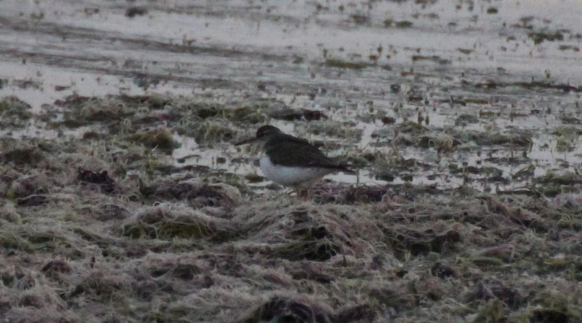 Spotted Sandpiper - ML538835471