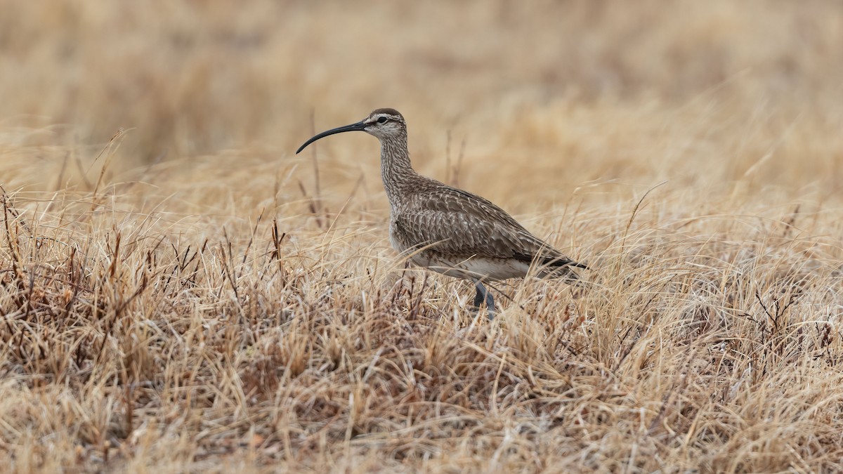 Whimbrel - ML538835571