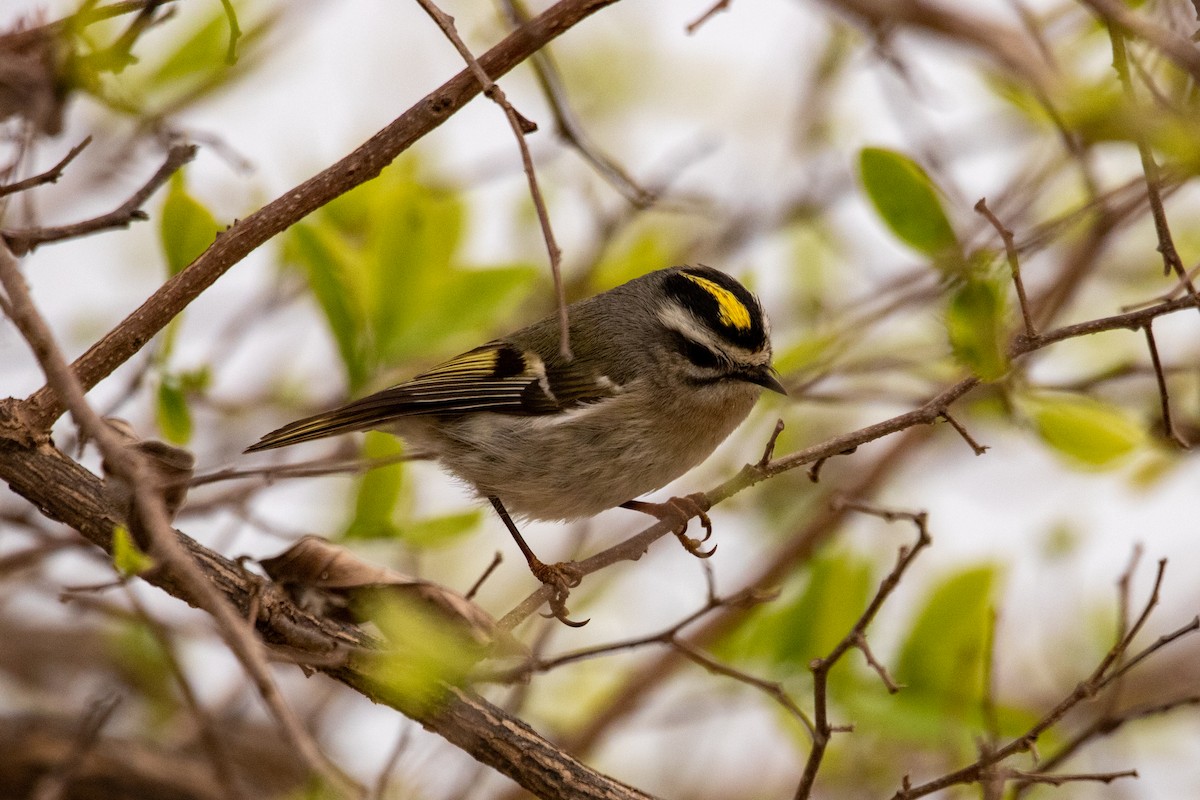 Golden-crowned Kinglet - ML538835791