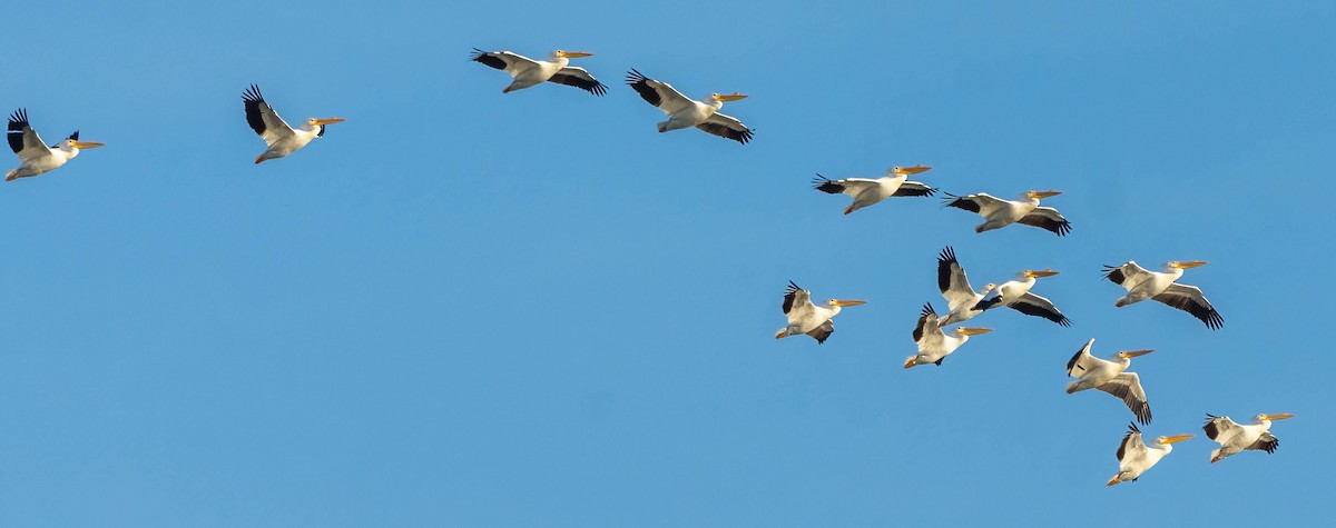 American White Pelican - ML538836581