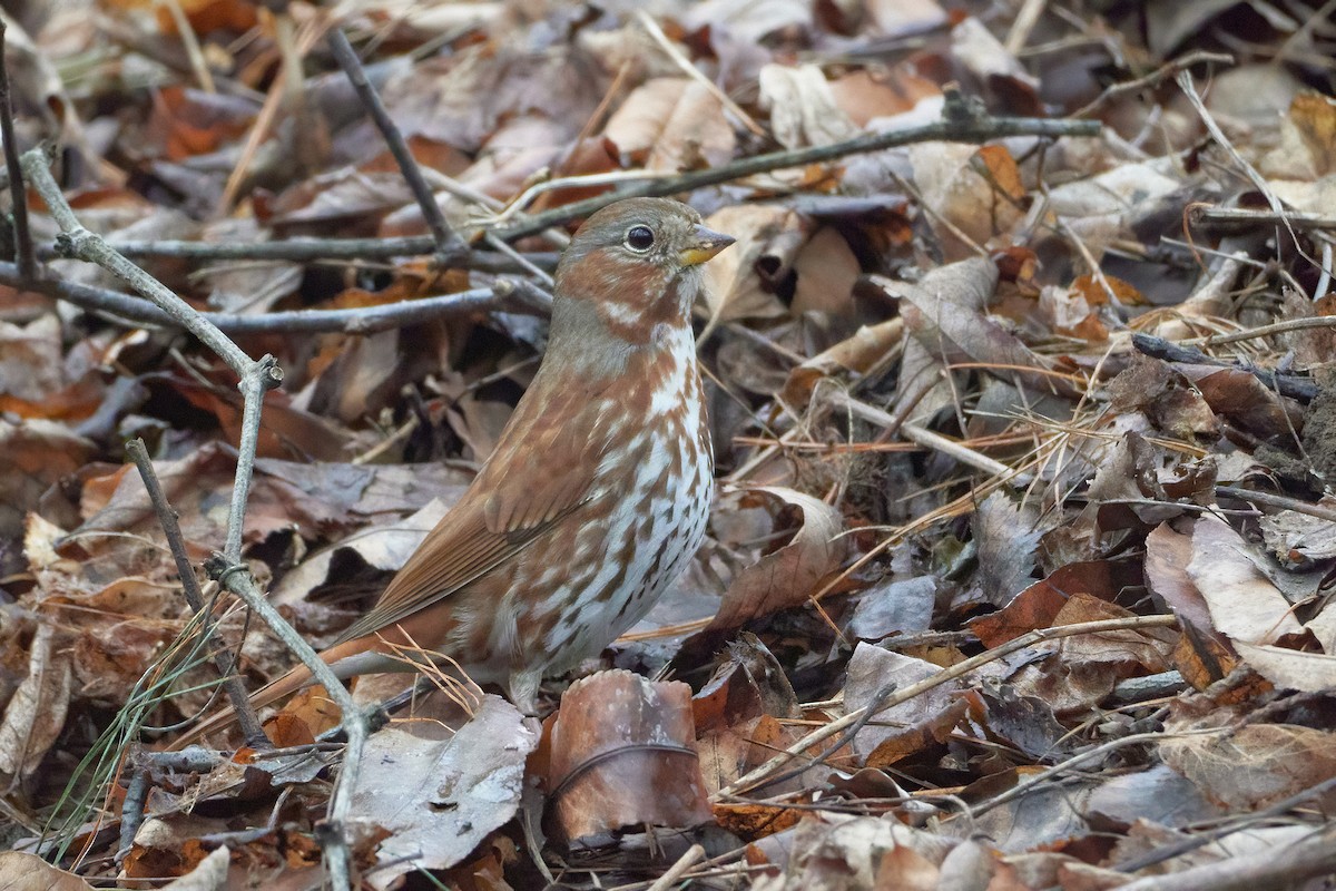 Fox Sparrow (Red) - ML538836681