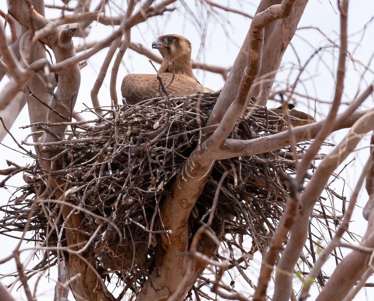 Brown Falcon - ML538837931