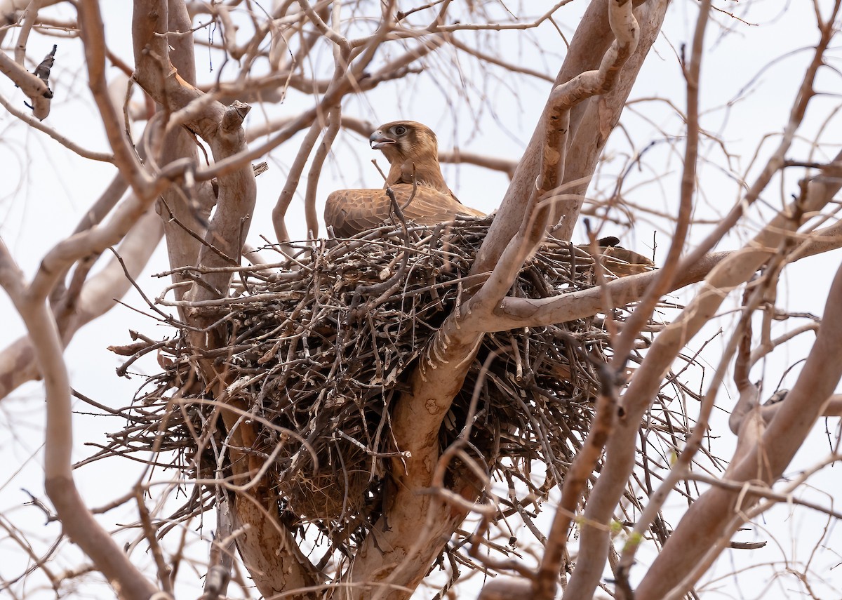 Brown Falcon - ML538837941