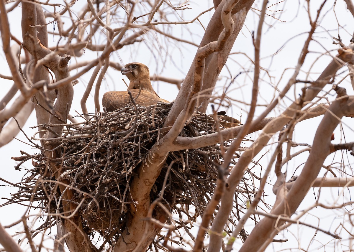 Brown Falcon - Robert Bochenek