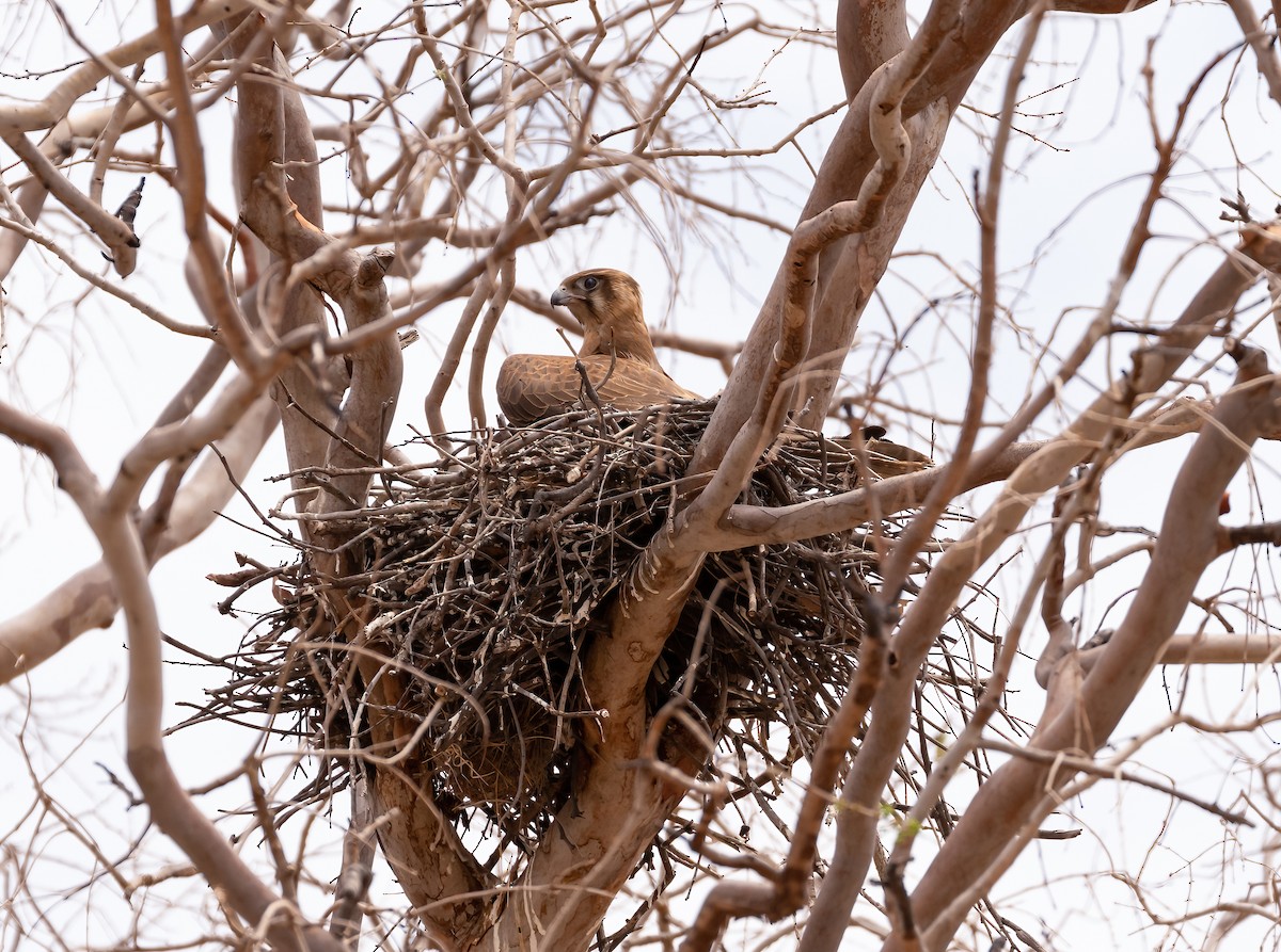 Brown Falcon - ML538837961