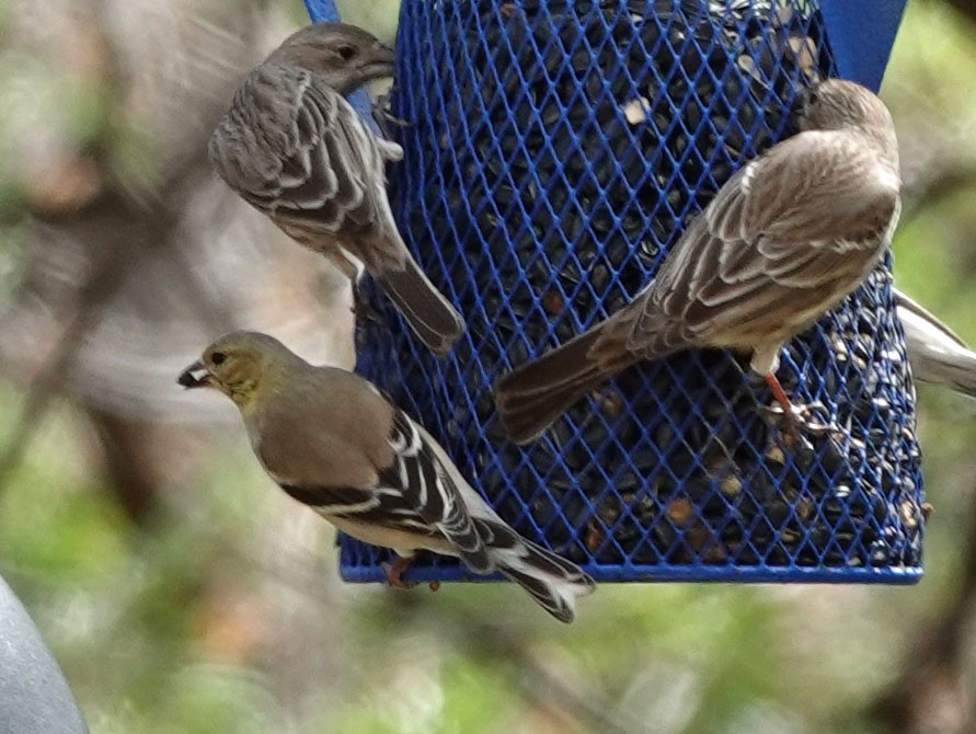 American Goldfinch - ML538838071