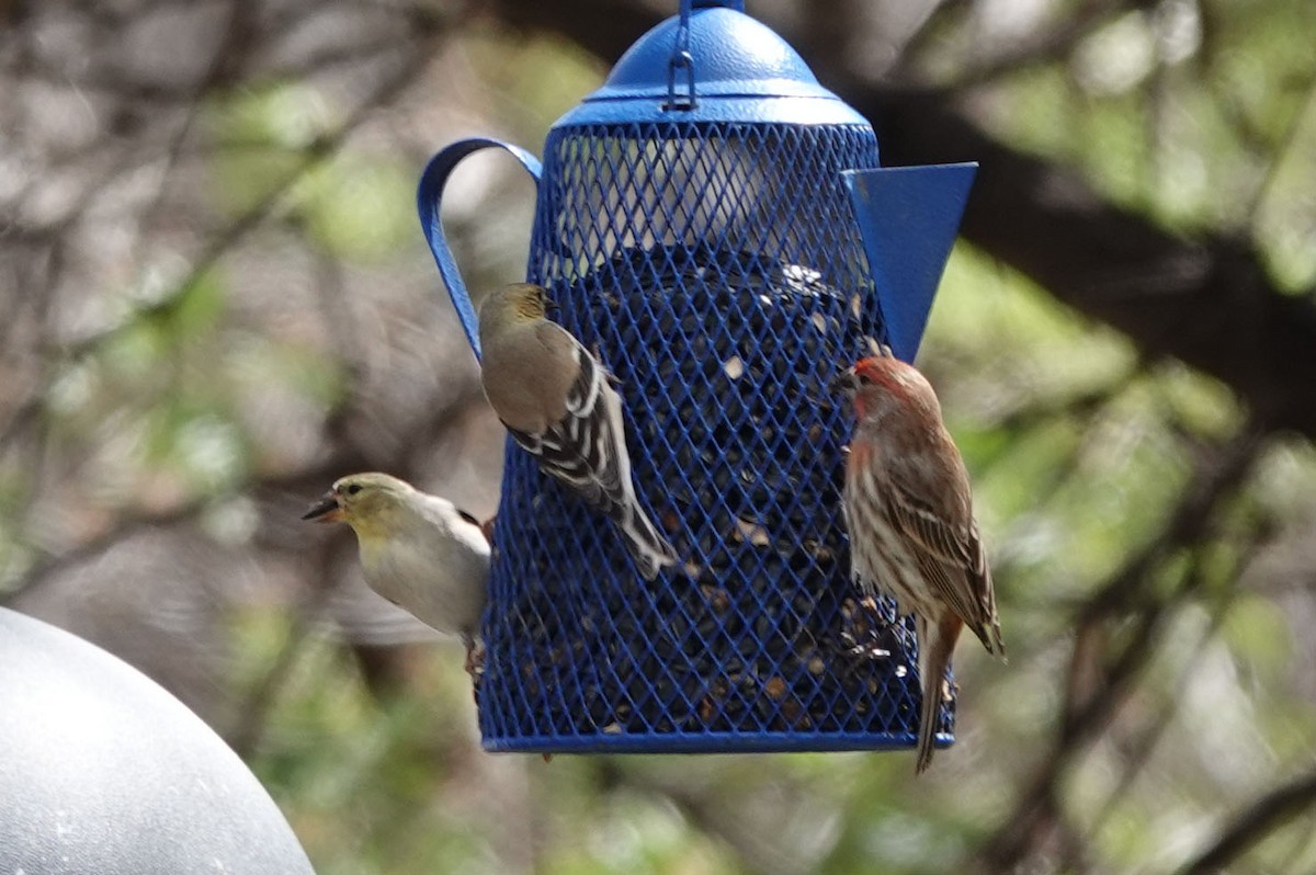 American Goldfinch - ML538838081