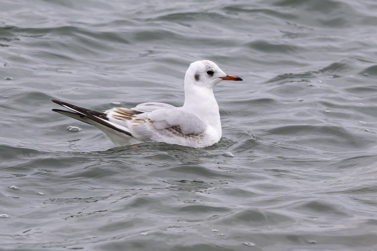 Mouette rieuse - ML538841441
