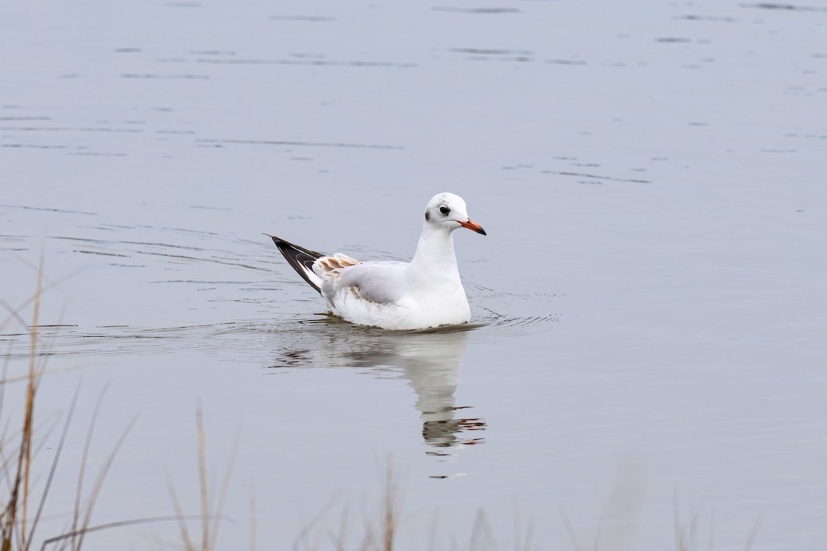 Mouette rieuse - ML538841451