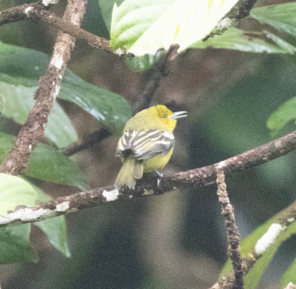 Common Iora - Lindy Fung