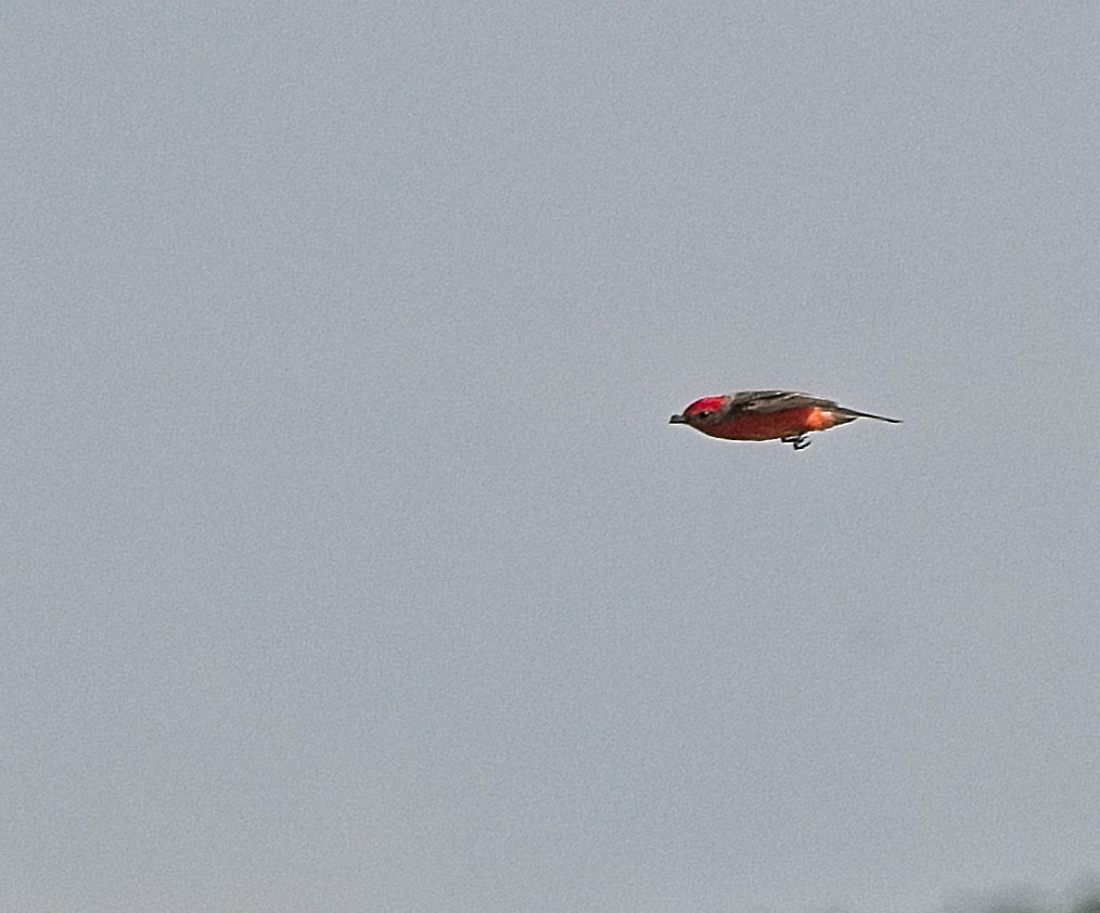 Vermilion Flycatcher - Harry and Carol Gornto