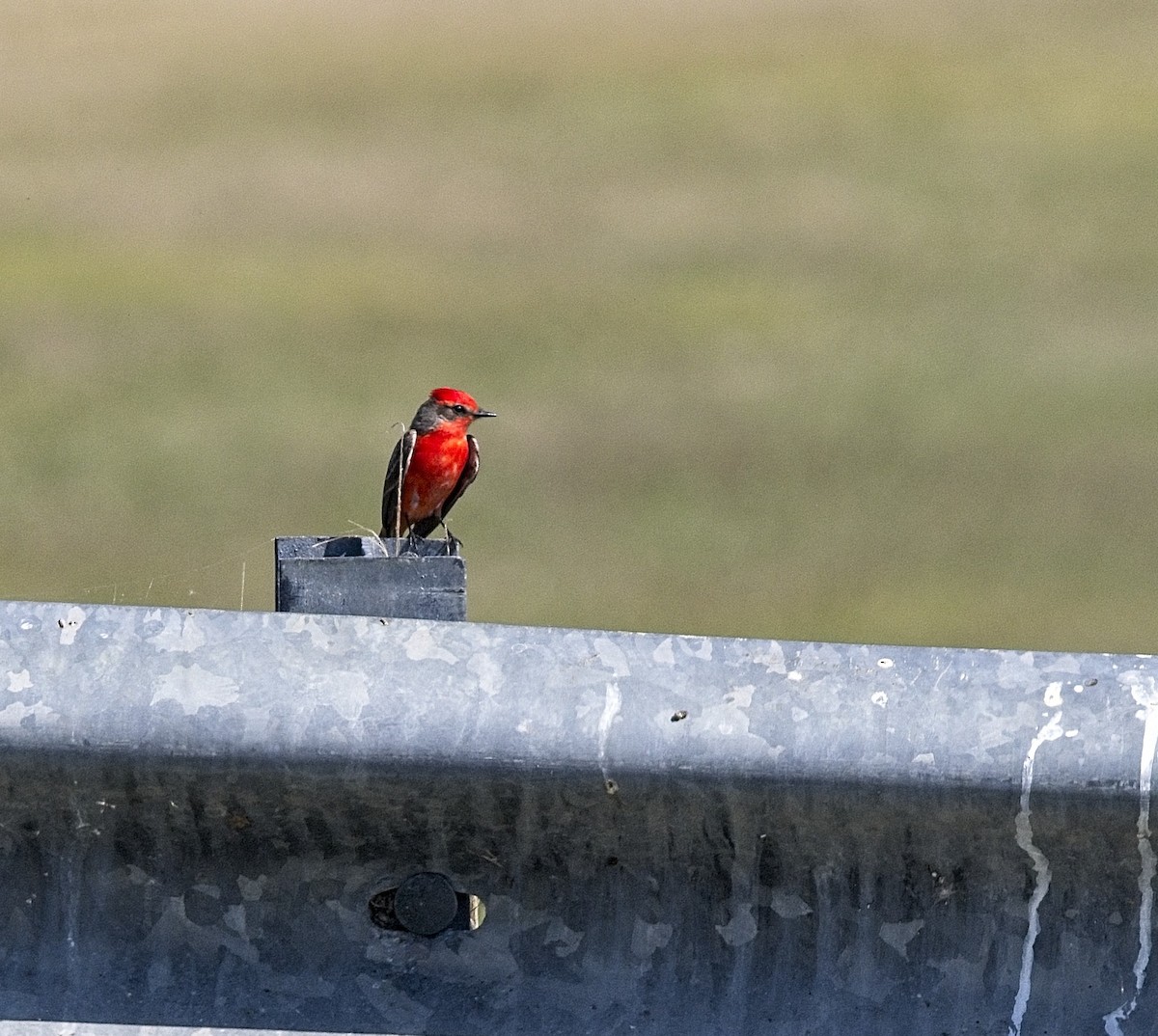 Vermilion Flycatcher - Harry and Carol Gornto