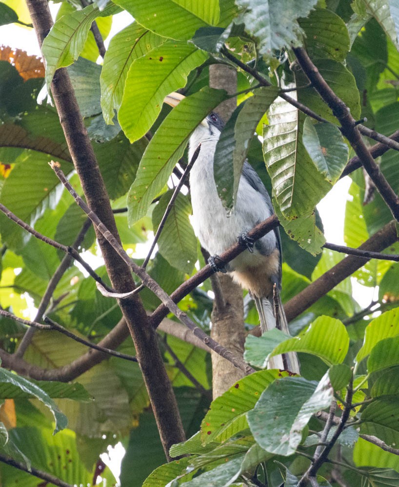 Sri Lanka Gray Hornbill - ML538842371