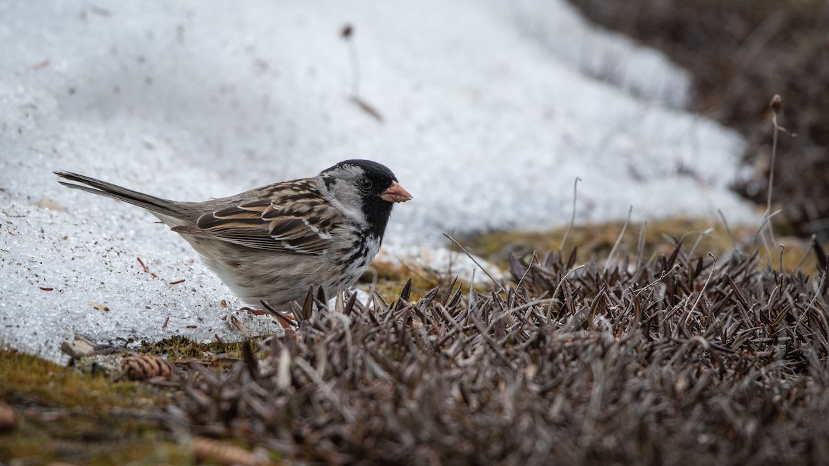 Harris's Sparrow - ML538843271