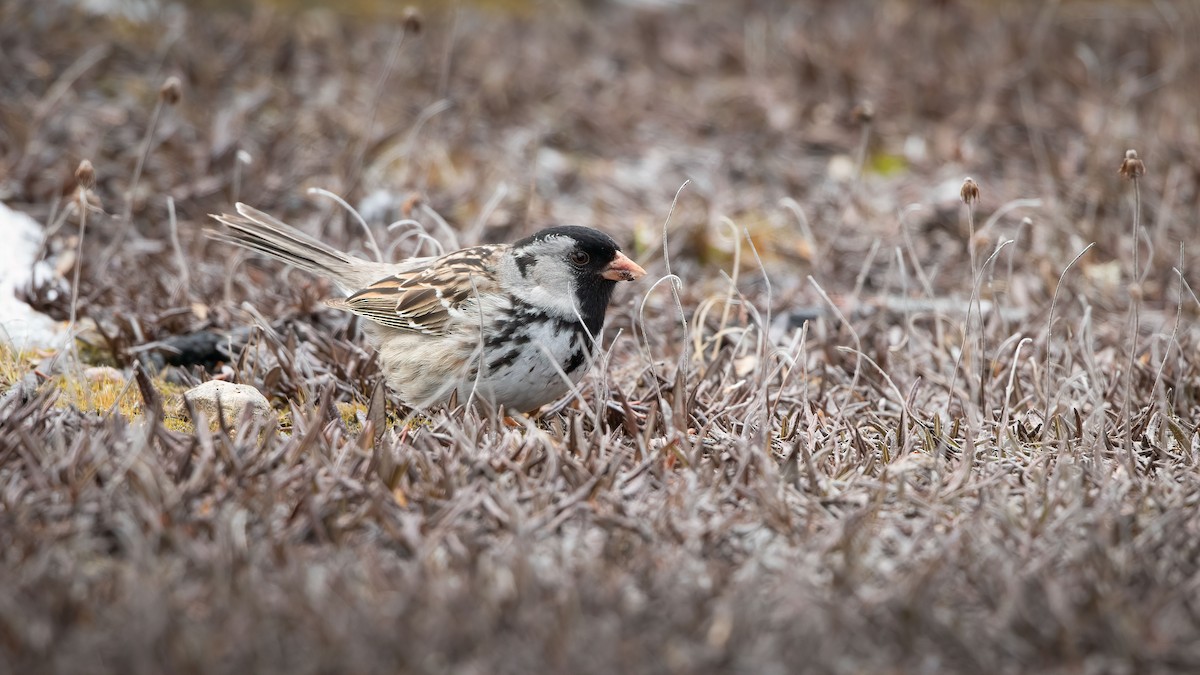 Harris's Sparrow - ML538843371